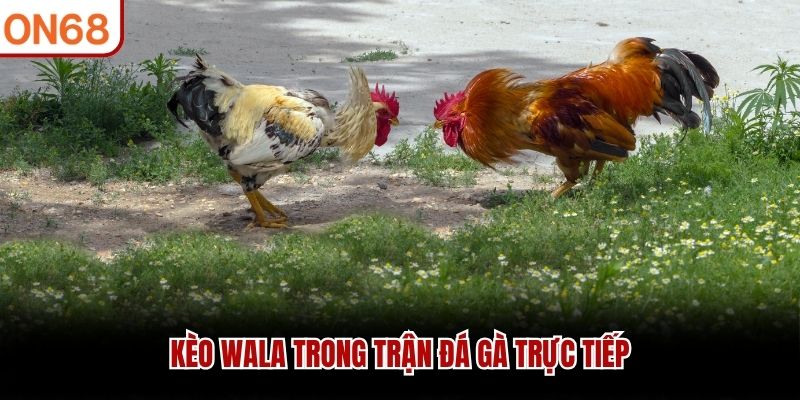 Kèo Wala trong trận đá gà trực tiếp