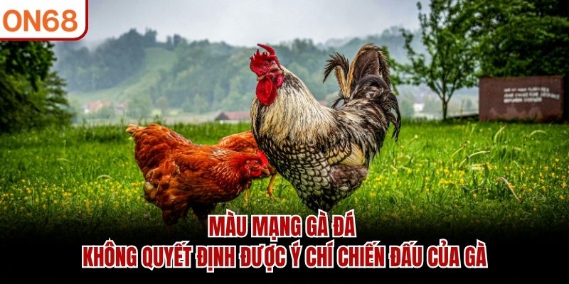 M&agrave;u mạng g&agrave; đ&aacute; kh&ocirc;ng quyết định được &yacute; ch&iacute; chiến đấu của g&agrave;&nbsp;