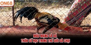 Màu Mạng Gà Đá
