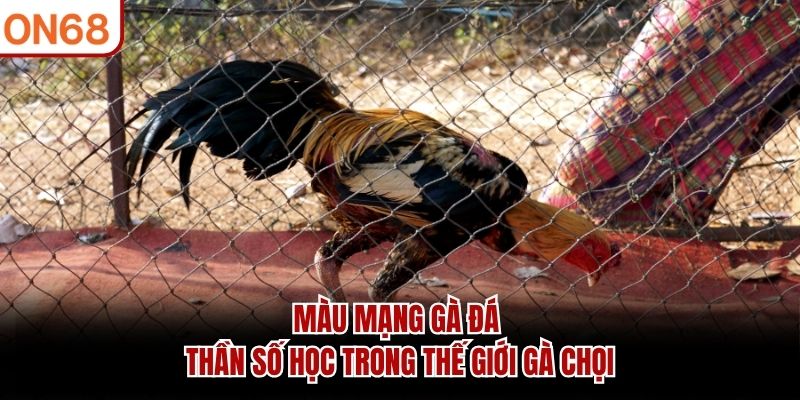 Màu Mạng Gà Đá