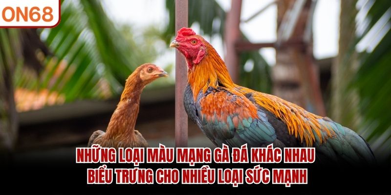 Những loại m&agrave;u mạng g&agrave; đ&aacute; kh&aacute;c nhau biểu trưng cho nhiều loại sức mạnh&nbsp;
