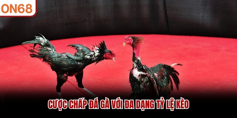 Cược chấp đ&aacute; g&agrave; với đa dạng tỷ lệ k&egrave;o