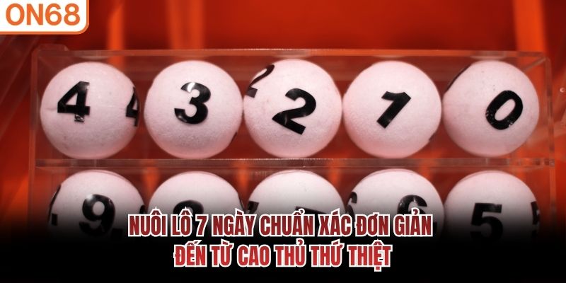 Nuôi Lô 7 Ngày