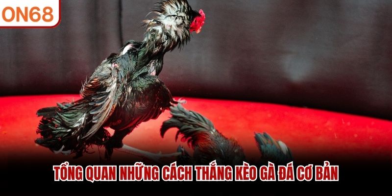 Tổng quan những c&aacute;ch thắng k&egrave;o g&agrave; đ&aacute; cơ bản