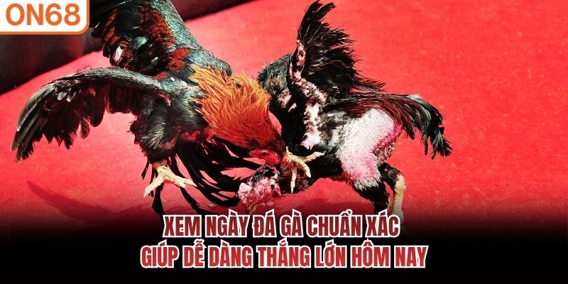 Xem Ngày Đá Gà