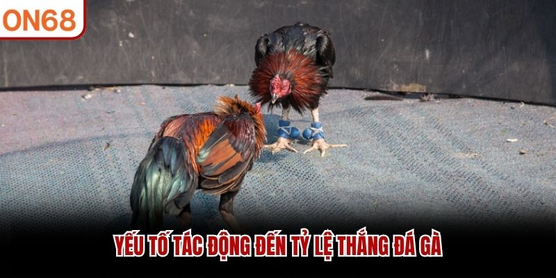 Yếu tố t&aacute;c động đến tỷ lệ thắng đ&aacute; g&agrave;